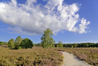 Heath landscape