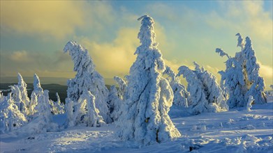 Snowy Spruces (Picea) on the Brocken in evening light