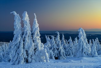 Snowy Spruces (Picea) on the Brocken at blue hour