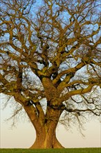 Kahle maechtige Oak (Quercus)