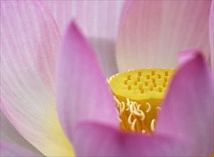Pink Lotus flower (Nelumbo nucifera)