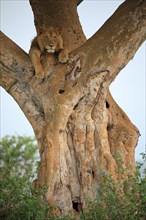 Lion (Panthera leo) lies in a tree