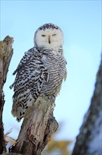 Snowy owl (Nyctea scandiaca)