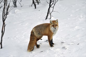 Red fox (Vulpes vulpes )