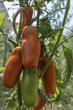 Ripe and green (Solanum lycopersicum) variety Damenfreude