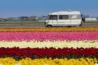 Motorhome in front of a tulip field in spring