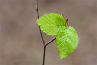 Leaf of a beech (Fagus sylvatica) sprouts from a bud