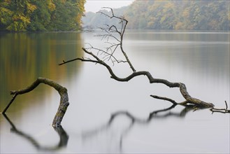 Supported tree in a lake in autumn