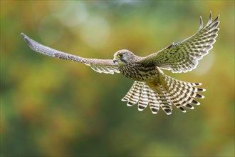 Flying (Falco tinnunculus)