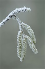 Hazelnut bush (Corylus avellana) in hoarfrost