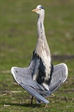 Grey heron (Ardea cinerea) takes a sunbath with spread wings