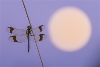 Banded darter (Sympetrum pedemontanum ) on a blade of grass in front of the full moon