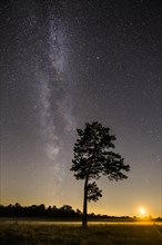 Starry sky with milky way over (Pinus) the Venner Moor