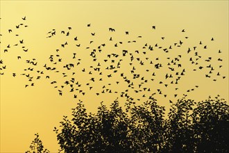 Swarm of migrating starlings (Sturnus vulgaris) in front of evening sky in late summer