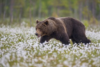 Male (Ursus arctos) in a bog with fruiting cotton grass on the edge of a boreal coniferous forest