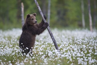 Brown bear (Ursus arctos ) stands on a tree in a bog with fruiting cotton grass on the edge in a boreal coniferous forest