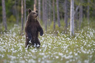 Brown bear (Ursus arctos ) standing upright in a bog with fruiting cotton grass