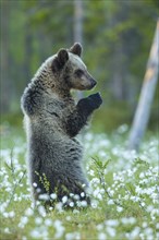 Brown bear (Ursus arctos ) standing upright in a bog with fruiting cotton grass