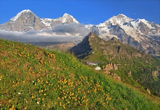 Mountain meadow on the Maennlichen with the triumvirate of the Eiger