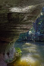 Rock face with fern and river Schwarzach