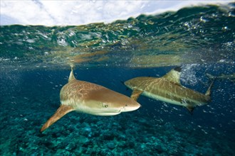 Blacktip reef sharks (Carcharhinus melanopterus) under the water surface