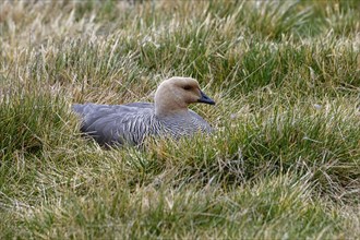 Upland Goose (Chloephaga picta) resting