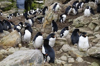 Southern Rockhopper penguins (Eudyptes chrysocome)