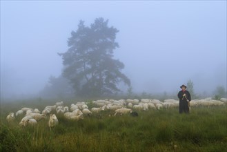 Shepherd with a flock of sheep in the heath at the Thuelsfeld dam in the fog