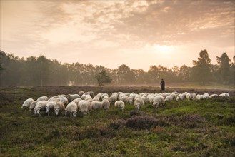 Flock of sheep with shepherd at sunrise in the heath at the Thuelsfeld dam