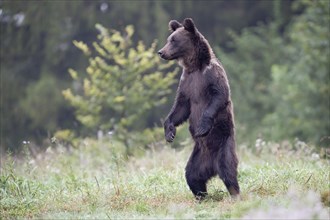 European brown bear or Eurasian brown bear (Ursus arctos arctos)