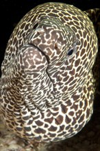 Laced moray (Gymnothorax favagineus)