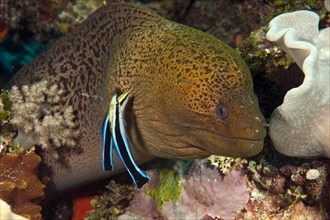 Giant Moray moray (Gymnothorax javanicus) and cleaner fish (Labroides dimidiatus)