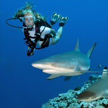 Grey reef shark (Carcharhinus amblyrhynchos) and Diver