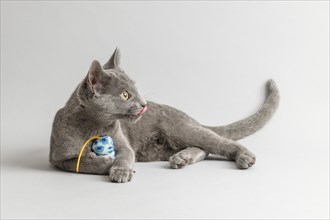 Breedcat Russian Blue