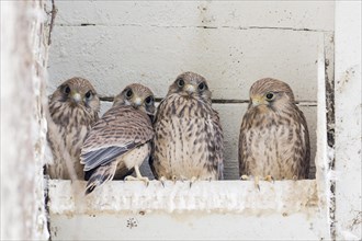 Four Common kestrels