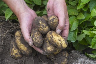 Farmer pulls harvest-fresh potatoes out of the ground