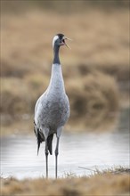 Caller Common crane