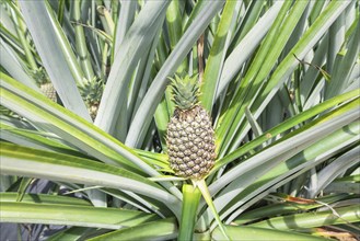 Pineapple plantation