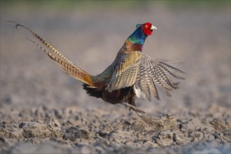 Male Pheasant