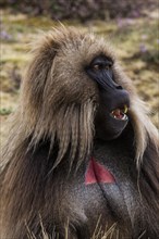 Gelada baboon