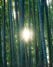 Arashiyama Bamboo Forest with sun
