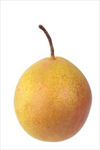 Pear variety Amanlis Butterbirne
