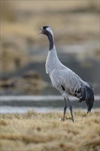 Caller Common crane