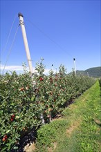 Intensive fruit cultivation Apples