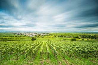 View over vineyards to Deidesheim