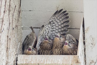 Four Common kestrels