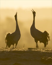 Silhouette of Grey Common cranesn