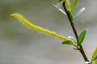 Female flower catkin of Goat willow