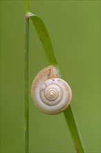 Snail shell on a blade of grass
