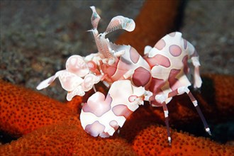 Eastern harlequin shrimp